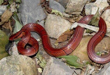 蛇与鞭,探寻古老技艺的传承与魅力