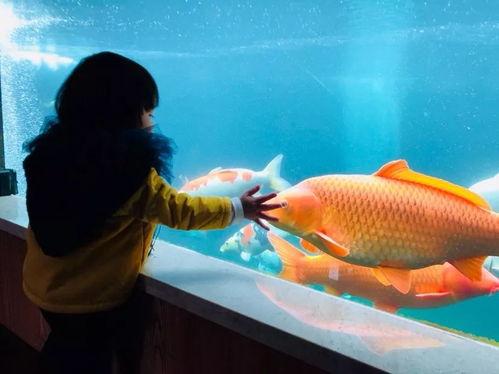 锦鲤人家,探寻神秘鱼塘的传奇故事