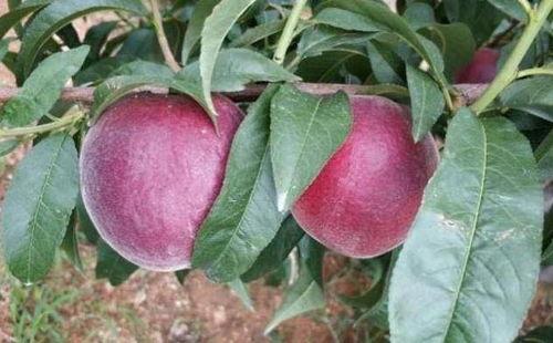 黑桃皇后：贪婪,贪婪的诱惑与命运交织